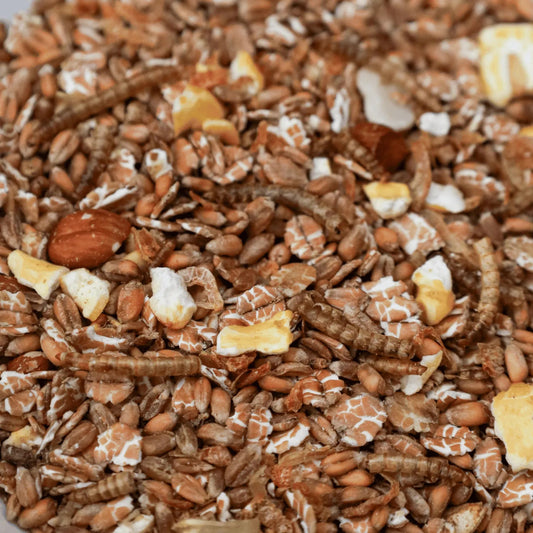Kippen eten eiwitrijke kippenmuesli met meelwormen, granen en garnaaltjes uit een voerbak in een groene ren – gezonde snack voor kippen 1,5kg (4L)