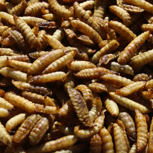 Nutri Worms: eiwitrijke, natuurlijke kippensnack die de gezondheid, energie en eiproductie van kippen bevordert.