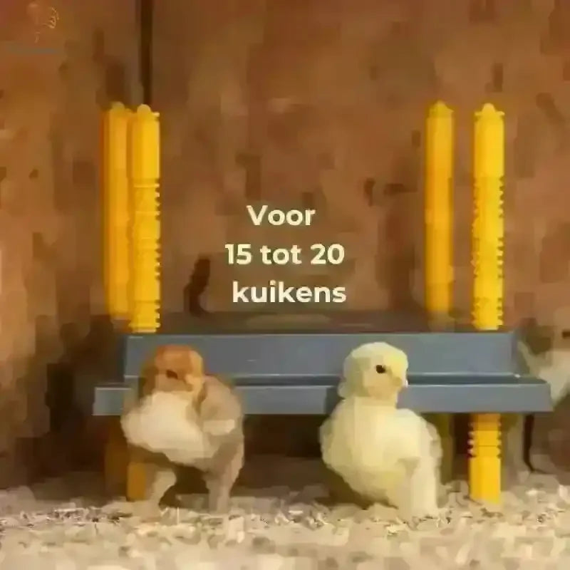 Afdekkap 25x25cm voor Hygiënische Warmteplaat van Kuikens, met kuikens onder de warmteplaat en optimale hygiëne, verkrijgbaar bij Kippenpakket.nl.