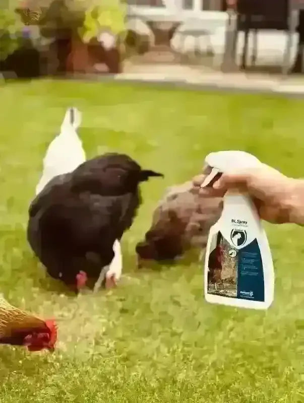 Hand met Anti Bloedluis Spray Voor Gezonde Kippen En Kuikens terwijl kippen in de tuin gras peckken, essentieel voor biologische kippenverzorging via kippenpakket.nl.