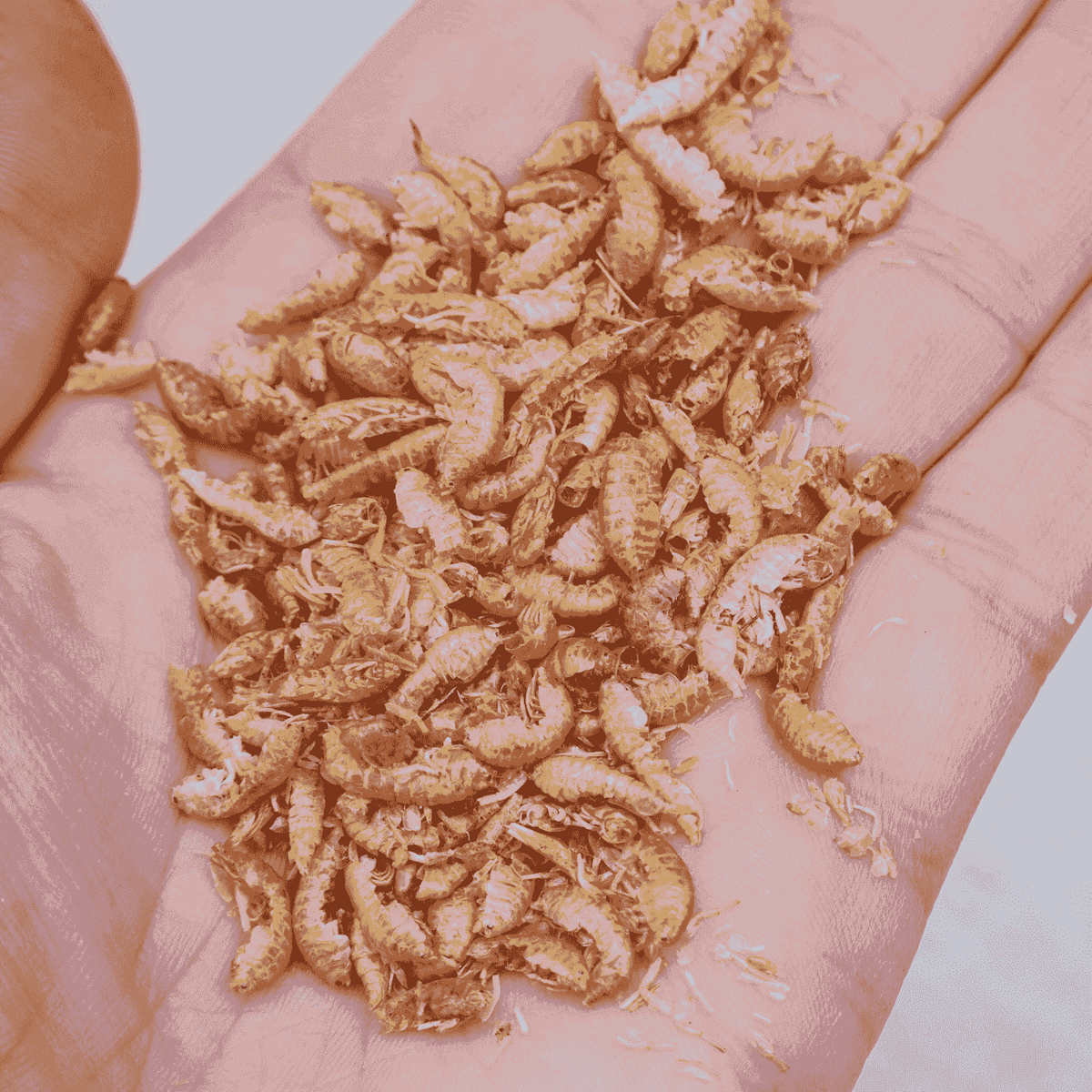 Premium Gedroogde Vlokreeftjes – Eiwitrijke Snack voor Kippen & Kuikens - Premium Gedroogde Vlokreeftjes – Eiwitrijke Snack voor Kippen & Kuikens - 1 Liter Hersluitbare Stazak (~170 gram) - Kippensnacks - Kuikensnacks Vlokreeftjes - - Kippenpakket.nl