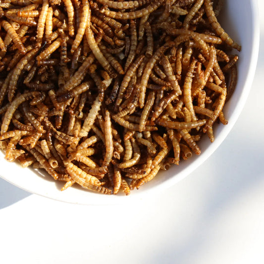 Gedroogde Meelwormen – Eiwitrijke Kippensnack 54% Eiwit