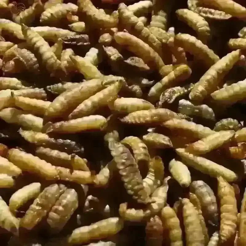 Nutri Worms: eiwitrijke, natuurlijke snack die bijdraagt aan gezonde, tevreden kippen en sterke, voedzame eieren.
