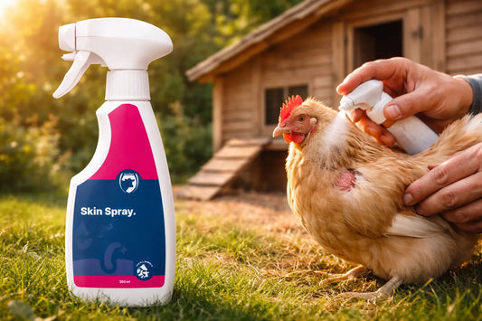 Transparante Wondspray 200ML voor kippen in gebruik bij wondverzorging van een hen in een rustige kippenren.