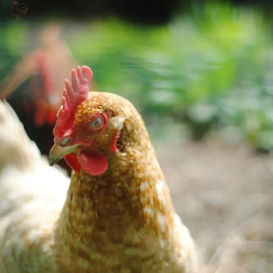 De Fascinerende Geschiedenis van Kippen Domesticatie - Kippenpakket.nl