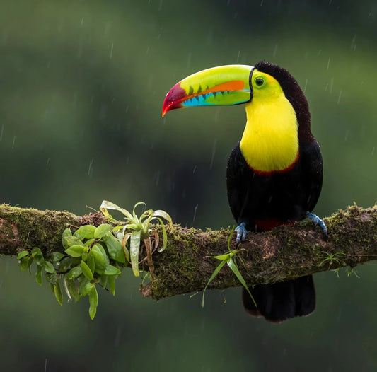 De Impact van Veerluizen op het Welzijn van Vogels - Kippenpakket.nl