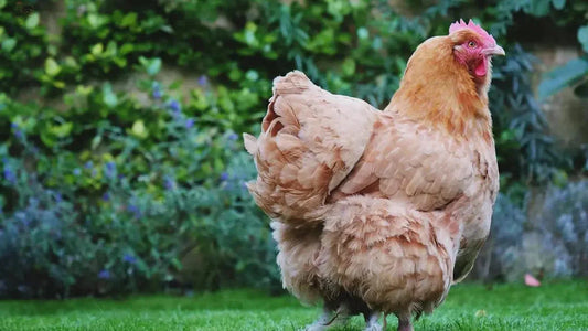 De Kippen in de Moestuin: Een Perfecte Combinatie - Kippenpakket.nl