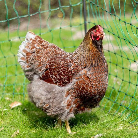 De meest voorkomende plagen in de kippenhouderij - Kippenpakket.nl