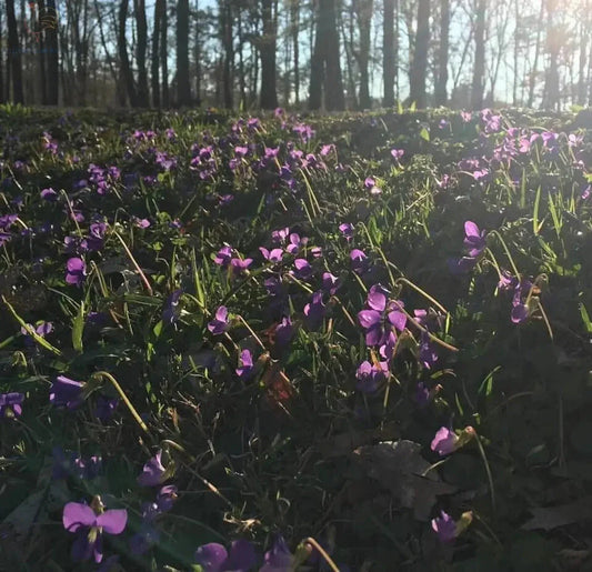 De Onmisbare Rol van Kippen in Permacultuur - Kippenpakket.nl