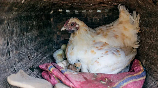 De Toekomst van Kippenhouderij: Duurzame Innovaties - Kippenpakket.nl