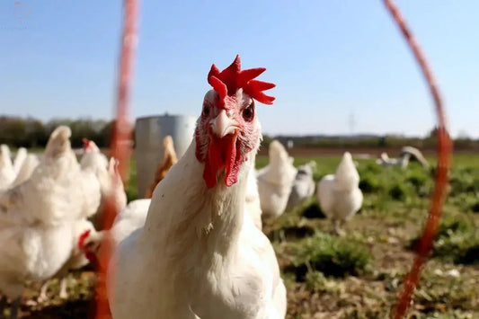 De voordelen van het houden van kippen in je tuin - Kippenpakket.nl
