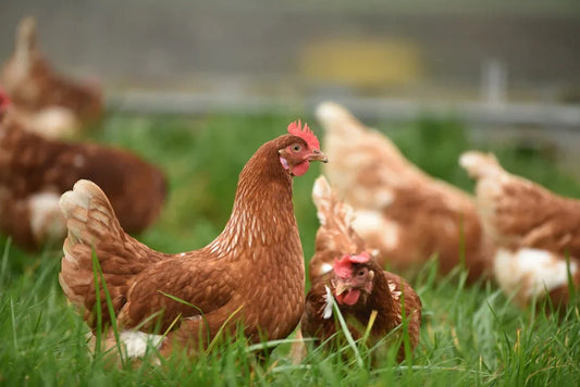 Herken Kippenrassen Aan Hun Uiterlijk - Kippenpakket.nl