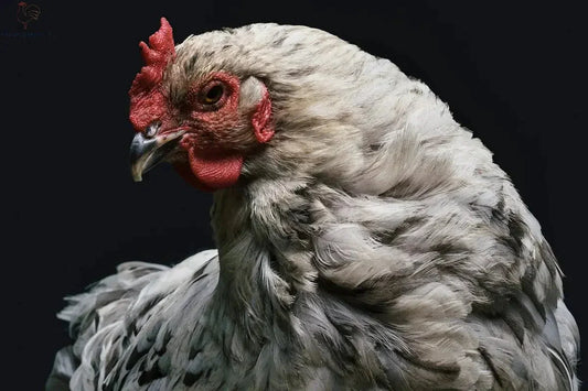 Kippenbeleid en wetten: wat je moet weten - Kippenpakket.nl