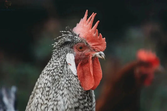 Ontdek de beste kippenrassen voor vlees! - Kippenpakket.nl