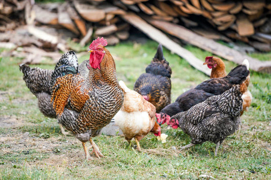 De Fascinerende Evolutie van Kippenrassen