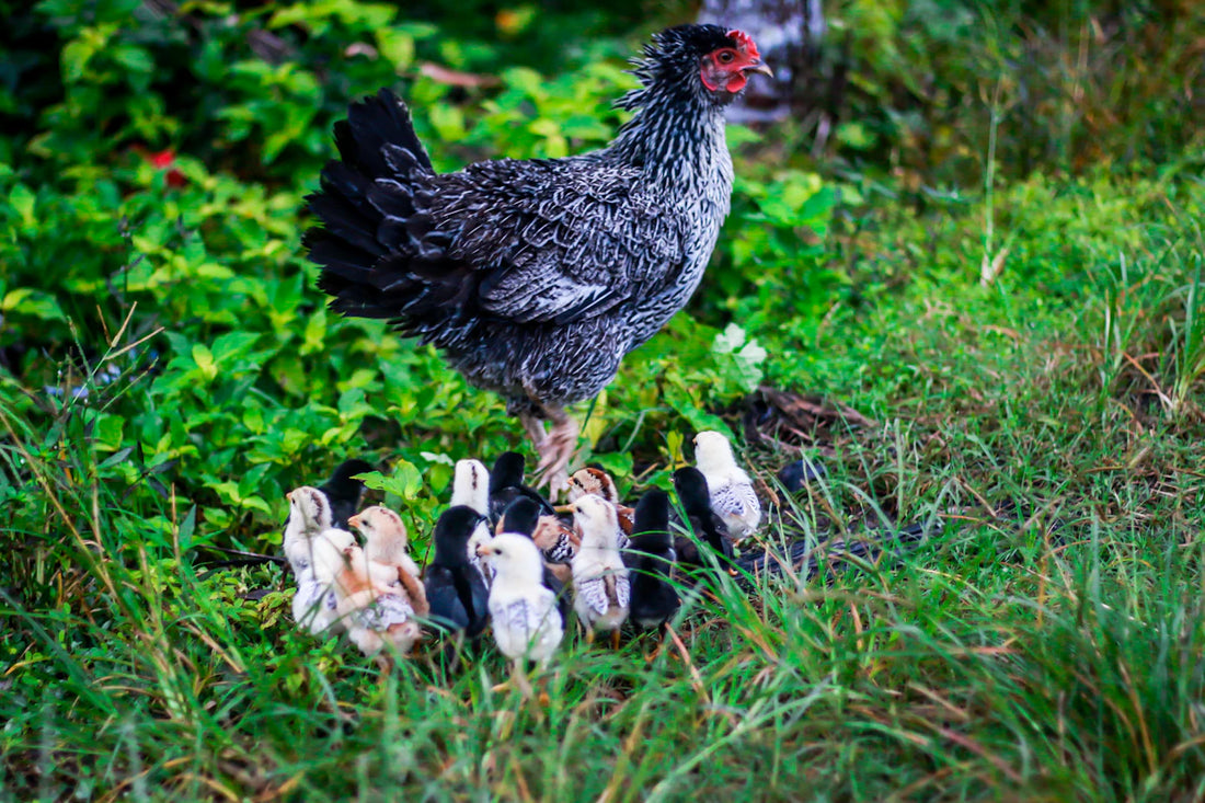 Bereiding van Kip Van Boerderij tot Tafel