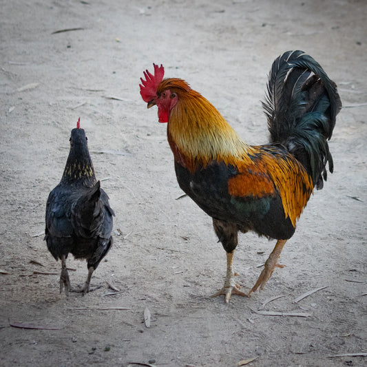 Hygiëne in de Kippenhouderij Vaak Vergeten Maar Essentieel