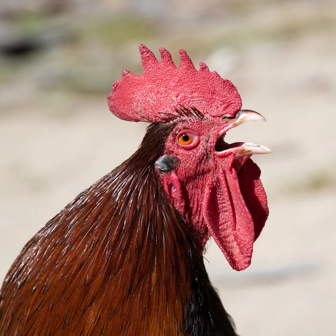 Onmisbare accessoires voor een efficiënte kippenhouderij