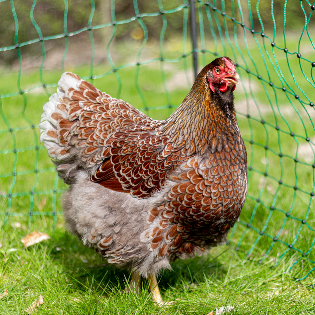 Kalkpootbehandelingen voor Gezonde Kippen met Natuurlijke Producten