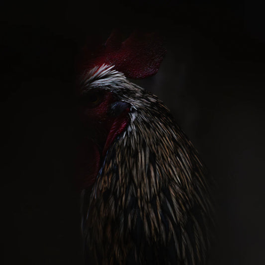 Effectieve Preventie Tegen Ongedierte in de Kippenhouderij