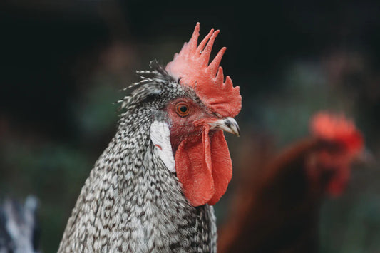 Ontdek de beste kippenrassen voor vlees