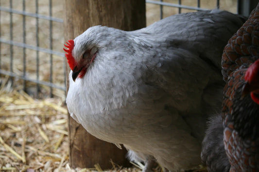 Top Mijnbouwtechnieken voor Kippenhouderij