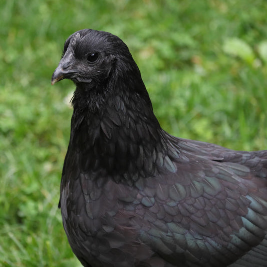 Natuurlijke Ongediertebestrijders Voor Een Gezonde Tuin