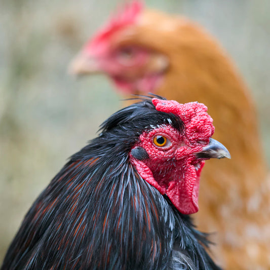 Ontdek Hoe U een Gebalanceerd Dieet voor Kippen Maakt