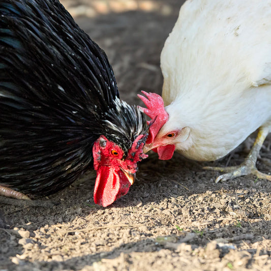 Natuurlijke ingrediënten voor gezond kippenvoer