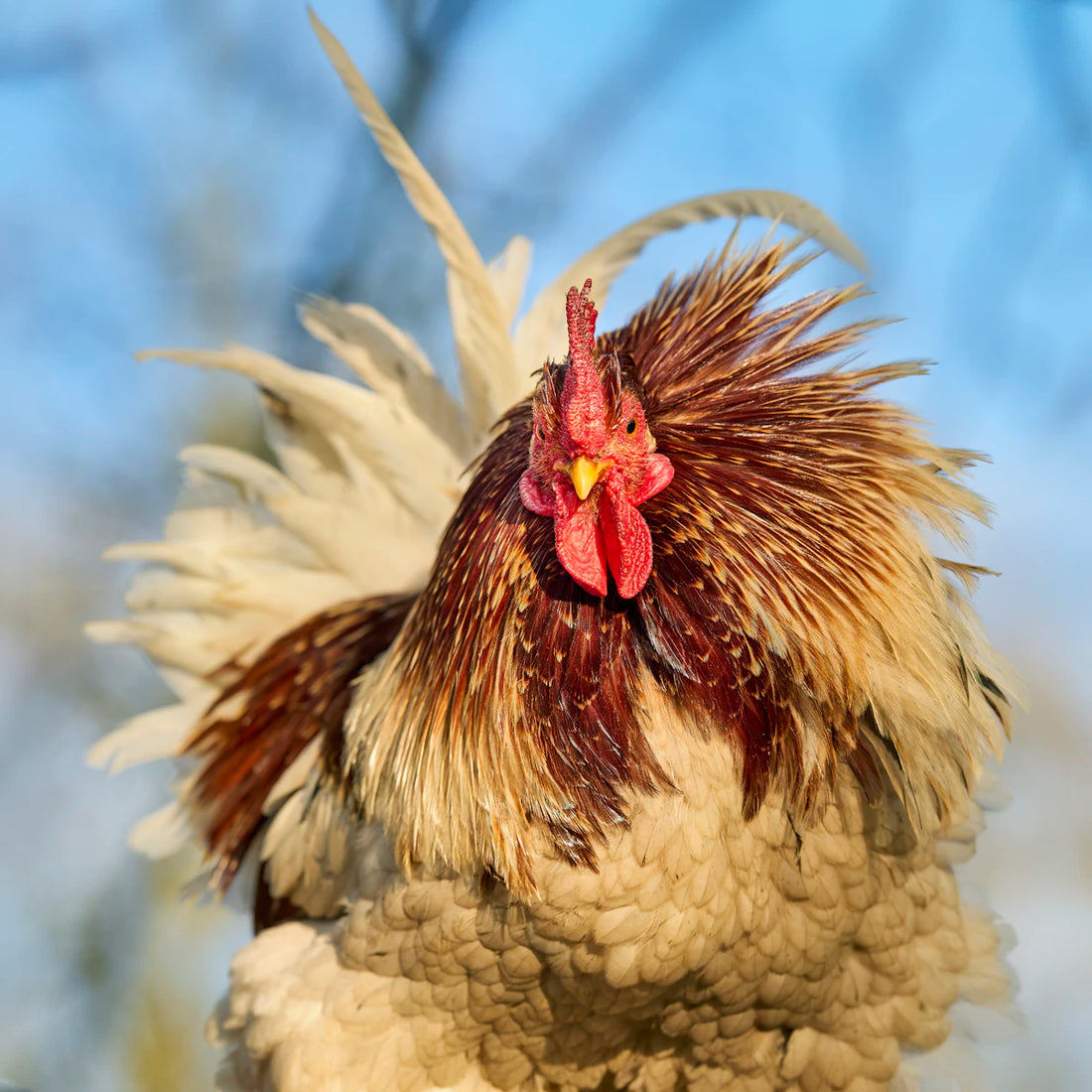 De voordelen van kruiden in het dieet van kippen