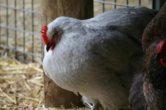 Top Mijnbouwtechnieken voor Kippenhouderij - Kippenpakket.nl