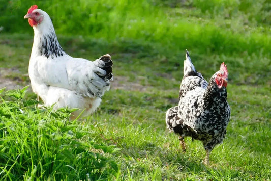 Vleesbeest of Legkip: Wat Zijn De Verschilen? - Kippenpakket.nl