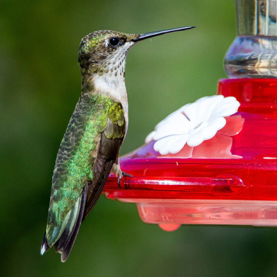 Waarom Kippen Houden in je Tuin Geweldig is! - Kippenpakket.nl