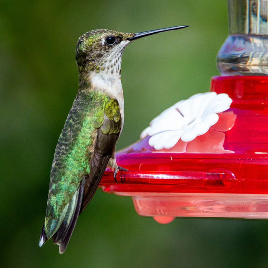 Waarom Kippen Houden in je Tuin Geweldig is! - Kippenpakket.nl