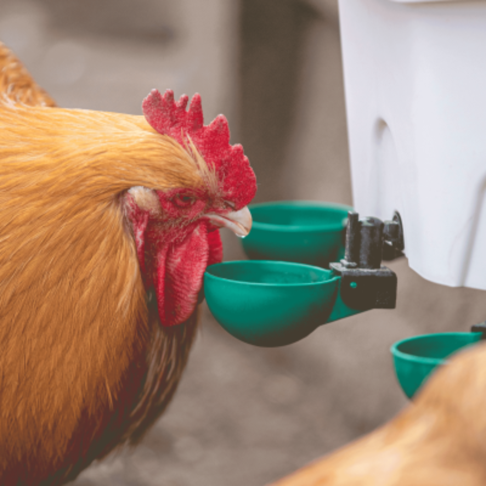 Een roodbruine kip drinkt uit een groene AviAqua 8L Kippen Drinker met 3 Swingcups van Kippenpakket.nl, bevestigd aan een witte container. Een andere kip is gedeeltelijk te zien op de voorgrond tegen de wazige achtergrond, wat de beschikbaarheid van vers water benadrukt.