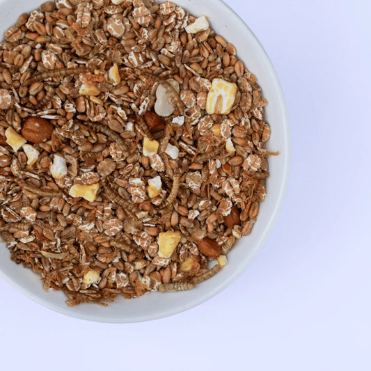 Kippen eten eiwitrijke kippenmuesli met meelwormen, granen en garnaaltjes uit een voerbak in een groene ren – gezonde snack voor kippen 1,5kg (4L)