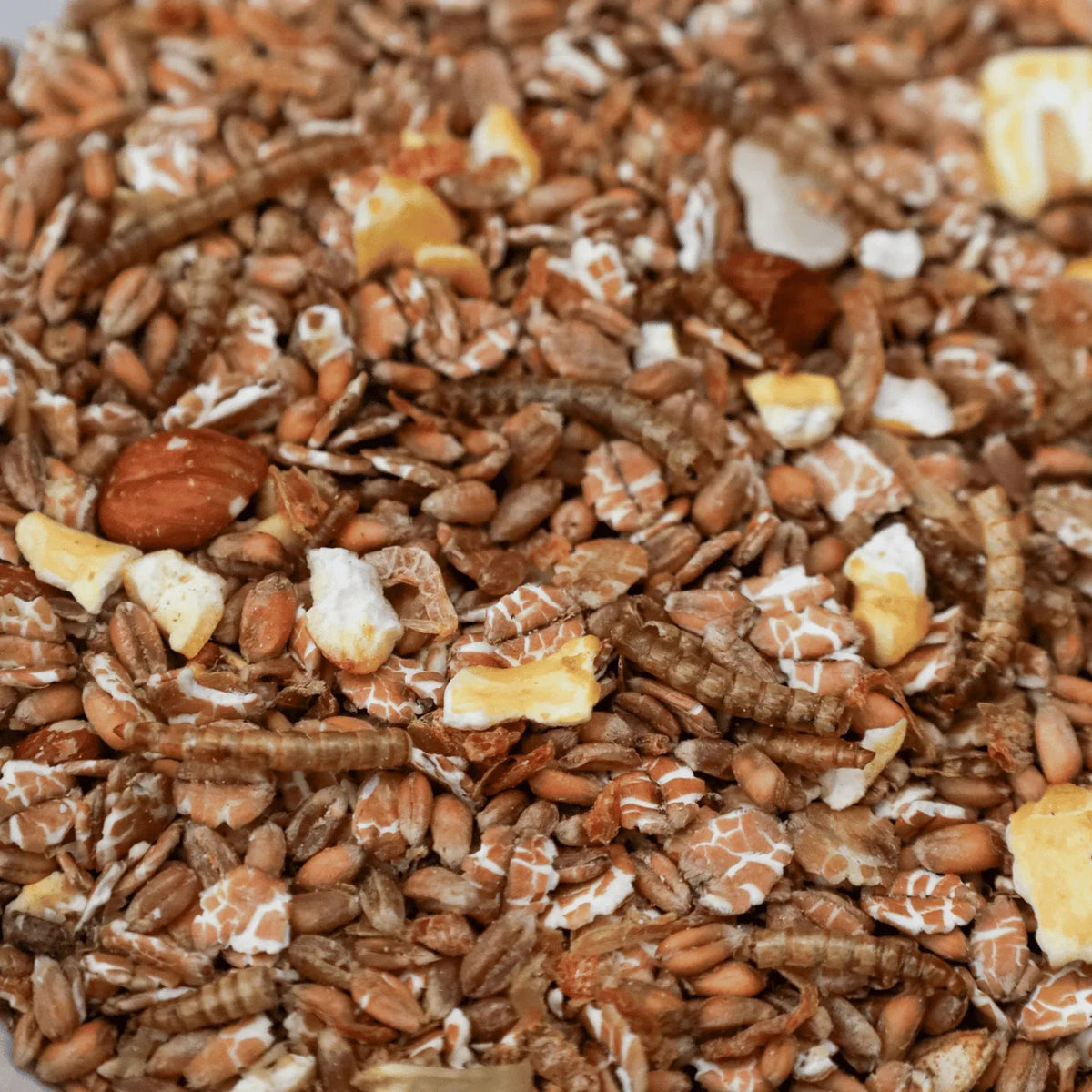 Kippen eten eiwitrijke kippenmuesli met meelwormen, granen en garnaaltjes uit een voerbak in een groene ren – gezonde snack voor kippen 1,5kg (4L)