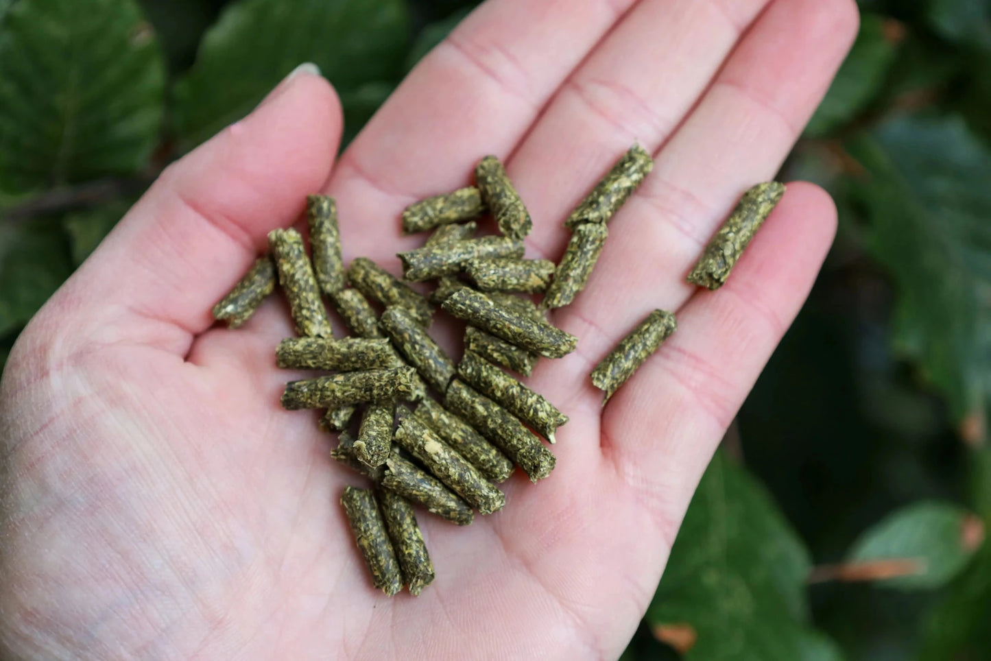 Luzerne Pellets Groenvoer – Superfood voor je Kippen Kippen groenvoer snacks Kippenpakket.nl