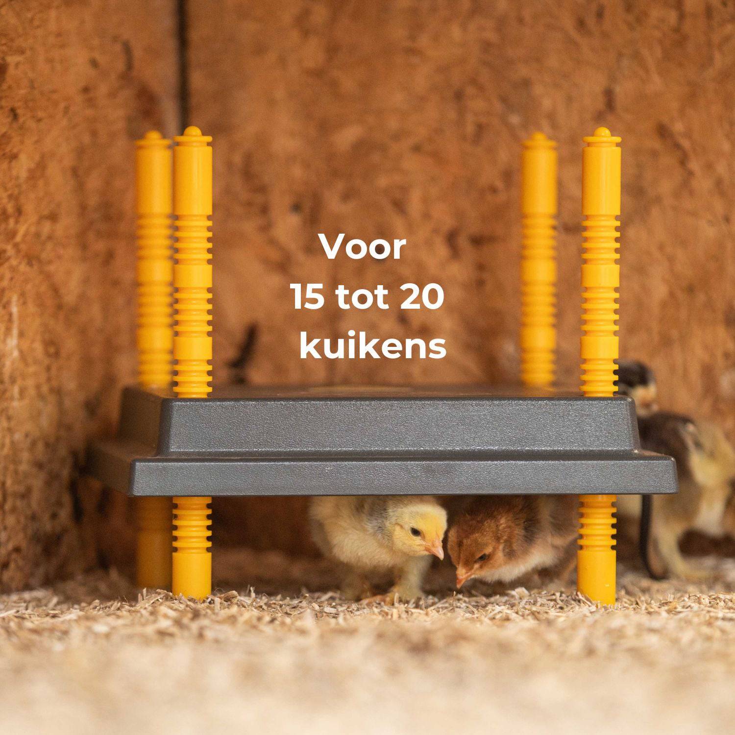 Een groep kuikens kruipt onder de grijs-gele Afdekkap 25x25cm voor warmteplaat kuikens van Kippenpakket.nl op houtkrullen. Op het plateau staat: "Voor 15 tot 20 kuikens", wat aangeeft dat het geschikt is voor 15 tot 20 kuikens.