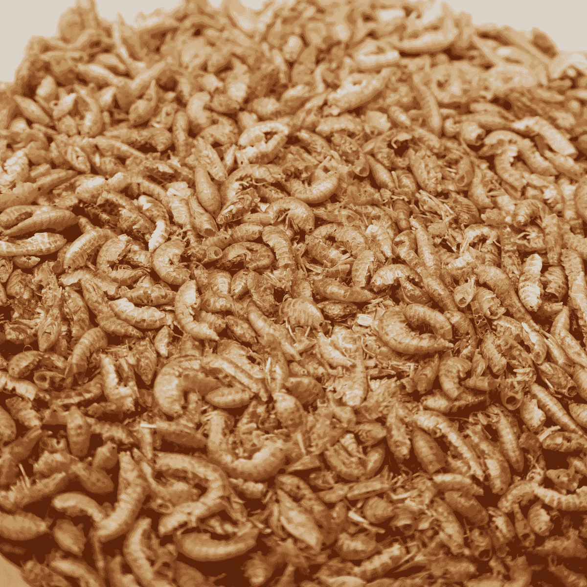 Premium Gedroogde Vlokreeftjes – Eiwitrijke Snack voor Kippen & Kuikens - Premium Gedroogde Vlokreeftjes – Eiwitrijke Snack voor Kippen & Kuikens - 1 Liter Hersluitbare Stazak (~170 gram) - Kippensnacks - Kuikensnacks Vlokreeftjes - - Kippenpakket.nl