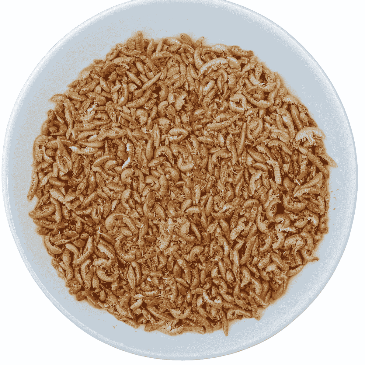 Premium Gedroogde Vlokreeftjes – Eiwitrijke Snack voor Kippen & Kuikens - Premium Gedroogde Vlokreeftjes – Eiwitrijke Snack voor Kippen & Kuikens - 1 Liter Hersluitbare Stazak (~170 gram) - Kippensnacks - Kuikensnacks Vlokreeftjes - - Kippenpakket.nl