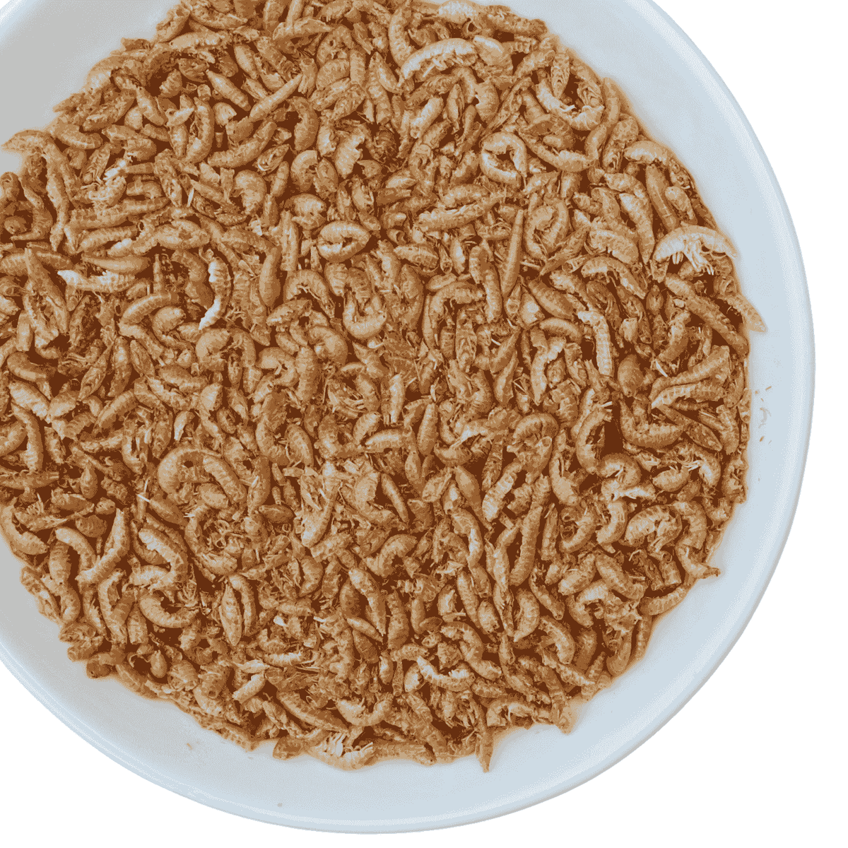 Premium Gedroogde Vlokreeftjes – Eiwitrijke Snack voor Kippen & Kuikens - Premium Gedroogde Vlokreeftjes – Eiwitrijke Snack voor Kippen & Kuikens - 1 Liter Hersluitbare Stazak (~170 gram) - Kippensnacks - Kuikensnacks Vlokreeftjes - - Kippenpakket.nl