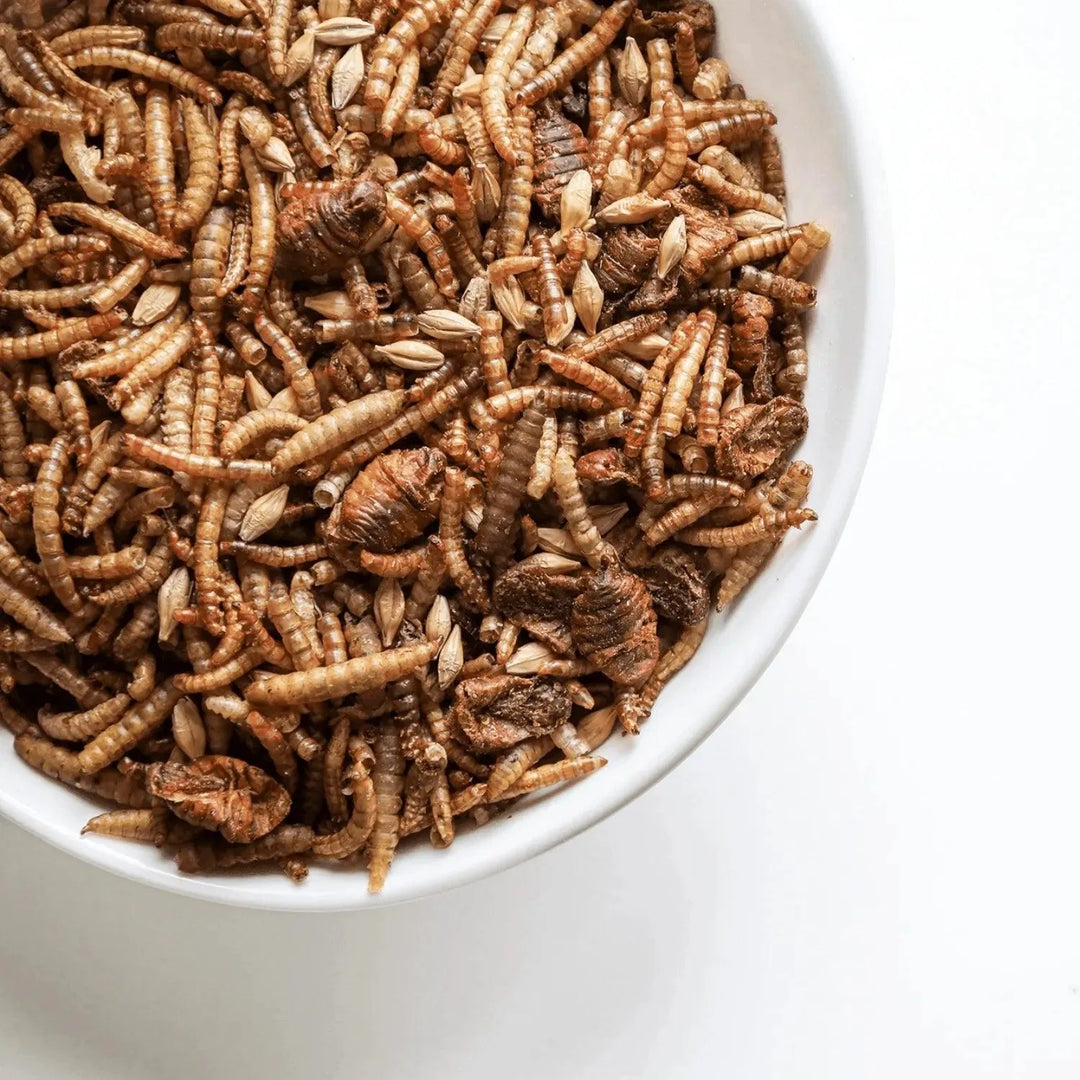 Gedroogde Insectenmix , kippenpakket.nl, Kippensnack die gezond is voor je kippen, Lekkere kippensnack, Rijk aan calcium, Rijk aan eiwitten, Rijk aan gezonde vetten, Voorkomt verenpikken door verveling weg te nemen