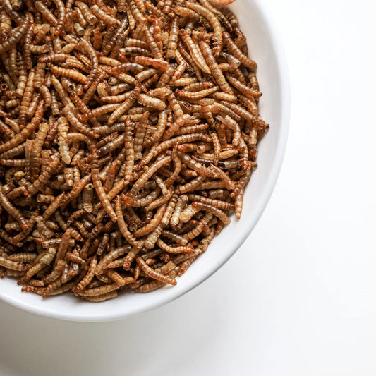 Gedroogde meelwormen voor kippen - Eiwitrijke natuurlijke snack