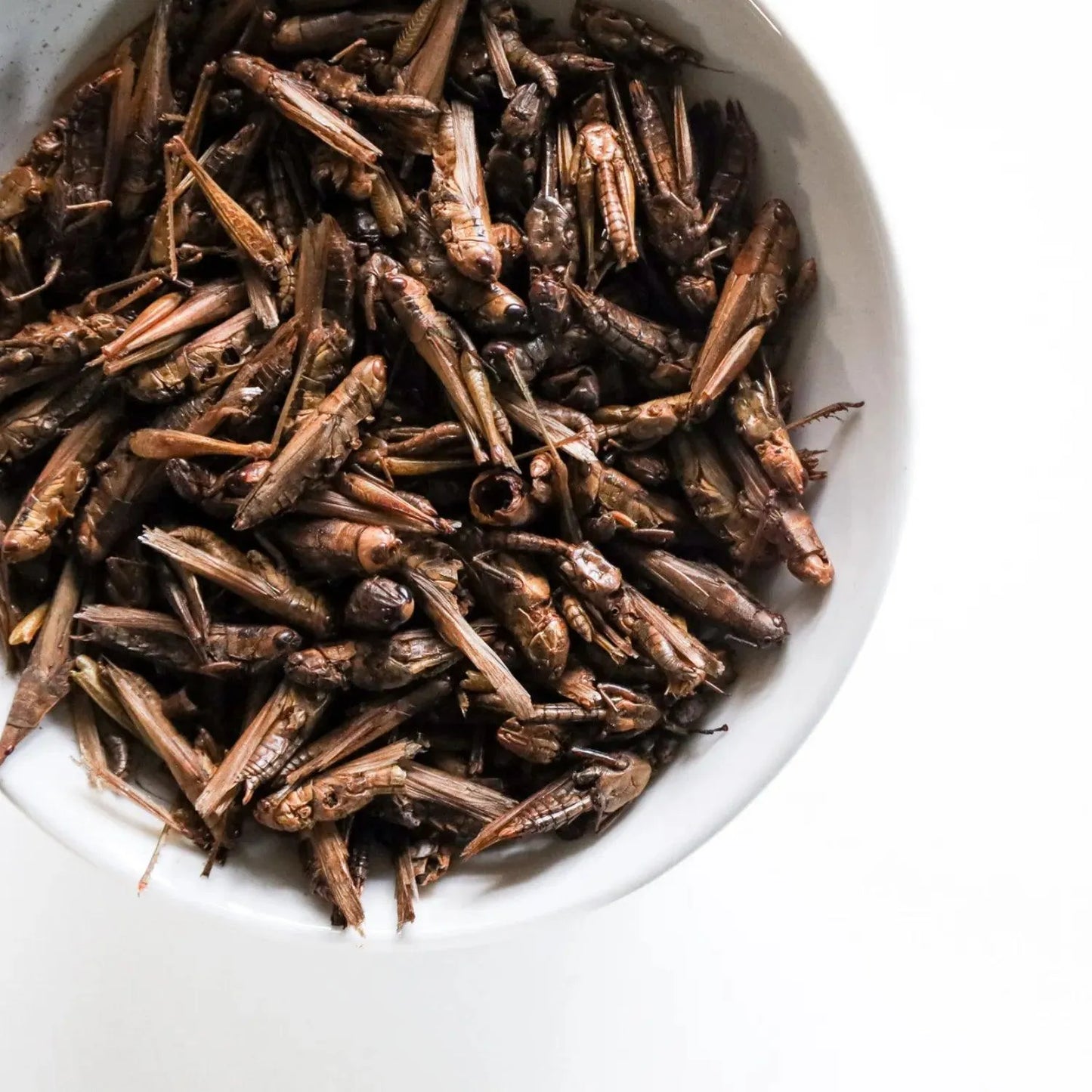 Gedroogde Sprinkhanen , boordevol gezonde eiwitten en vetten, Extra eiwitten voor kippen bij rui, gedroogde sprinkhanen, heerlijke kippensnack rijk aan vetten, heerlijke snack voor je kippen die ook nog eens nodig is ook, kippensnack die gezond is, Kippensnack die gezond is voor je kippen, lekkere eiwitrijke kippensnack, Lekkere kippensnack, Rijk aan eiwitten, Rijk aan eiwitten en vitamines