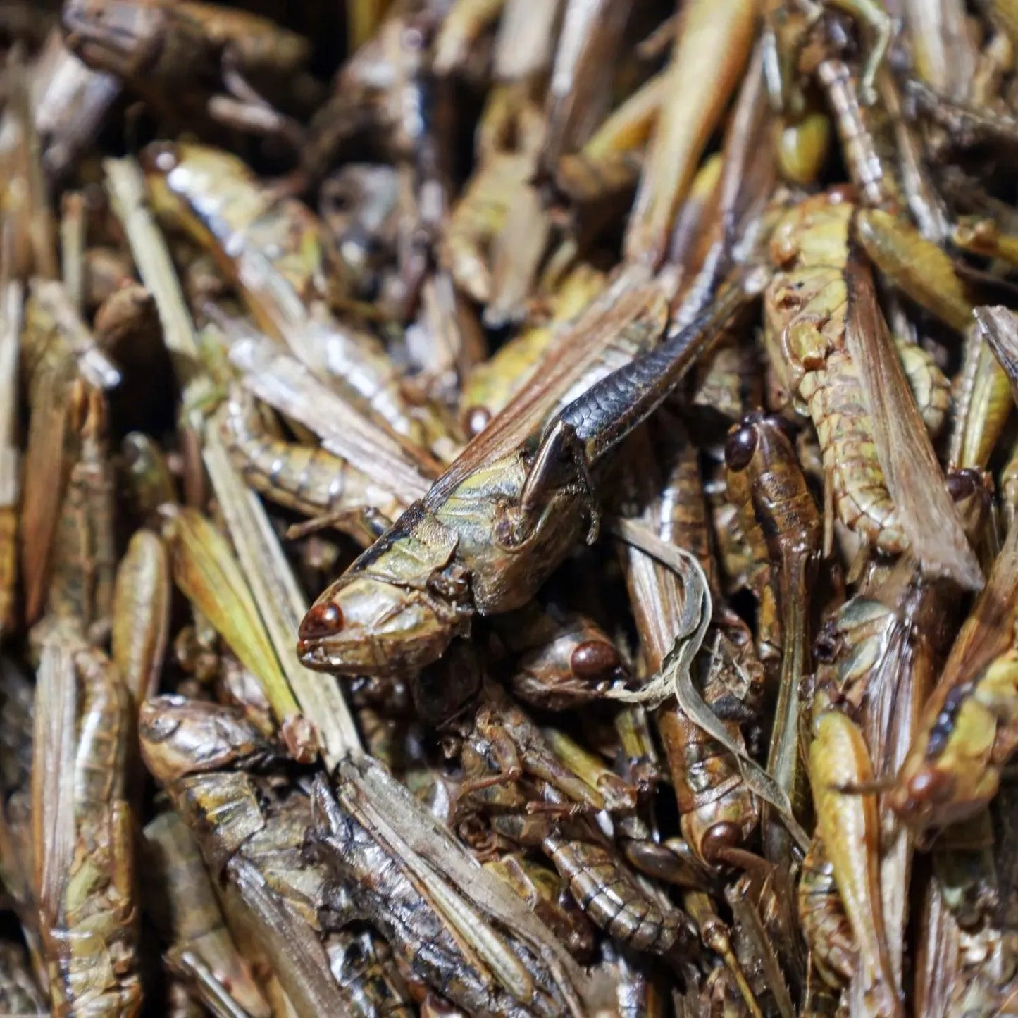 Gedroogde Sprinkhanen , boordevol gezonde eiwitten en vetten, Extra eiwitten voor kippen bij rui, gedroogde sprinkhanen, heerlijke kippensnack rijk aan vetten, heerlijke snack voor je kippen die ook nog eens nodig is ook, kippensnack die gezond is, Kippensnack die gezond is voor je kippen, lekkere eiwitrijke kippensnack, Lekkere kippensnack, Rijk aan eiwitten, Rijk aan eiwitten en vitamines