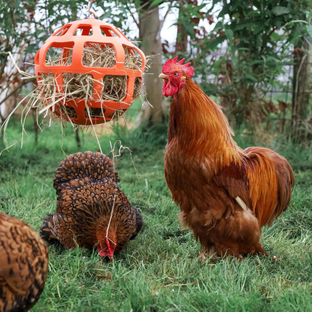 Hangende Snackbal , kippen speelgoed, verenpikken voorkomen door kippensnacks in kippen speelgoed, Voorkomt verveling bij kippen