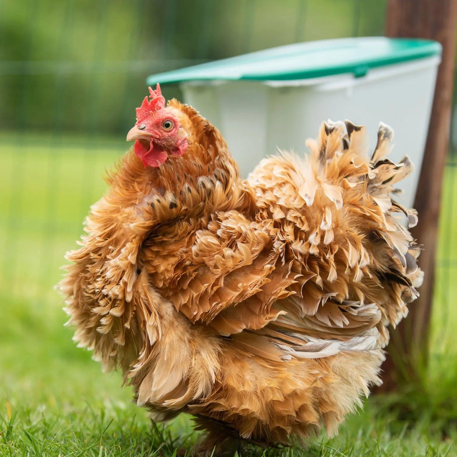 V-Feedr No Waste Voerbak 2.5kg , beste voerbak voor kippen, geen verspilling van voer, V-Feedr No Waste Feeder 2.5kg, voerbak voor kippen
